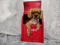 Weekend sale -Orange, a male Cavalier King Charles Spaniel for sale in Weatherford, TX – 1 of 6