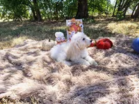 Magenta -medium , a male Goldendoodle for sale in Coleman, TX – 4 of 4