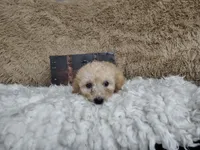 Light pink, a female Goldendoodle for sale in Coleman, TX – 6 of 7
