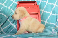 Peach, a female Golden Retriever for sale in Coleman, TX – 3 of 4