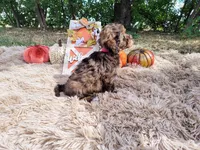 Magenta , a female Havapoo for sale in Coleman, TX – 2 of 4