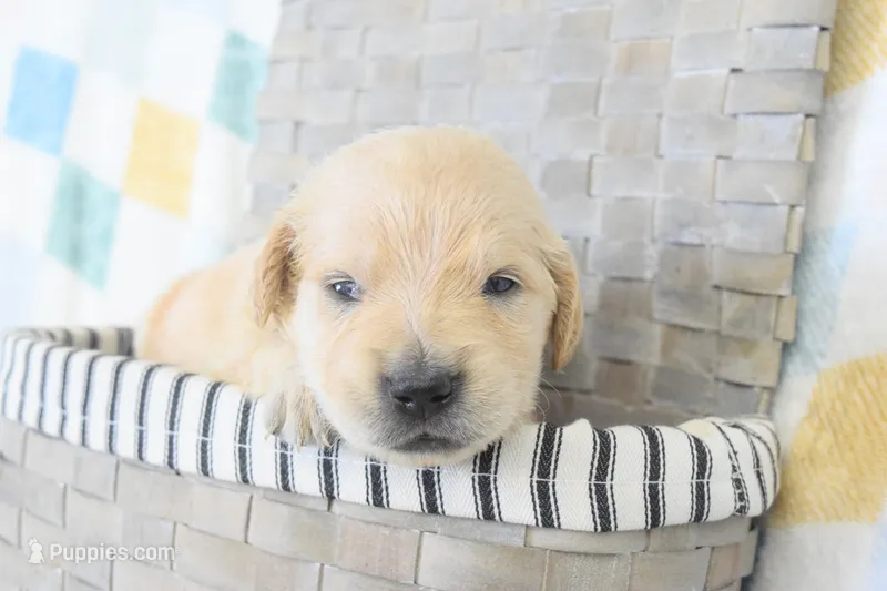 Pink – Golden Retriever puppy for sale in Coleman, TX