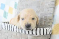 Pink, a female Golden Retriever for sale in Weatherford, TX – 1 of 3