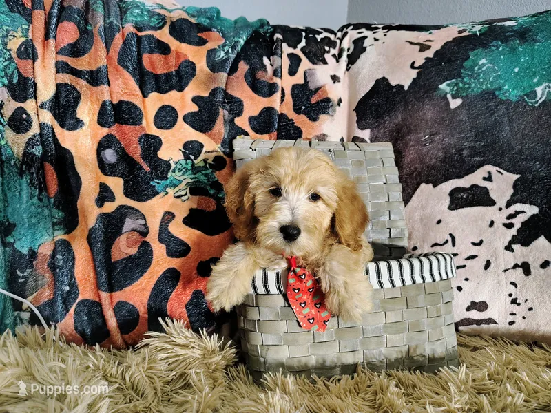 Orange-Standard – Goldendoodle puppy for sale in Coleman, TX