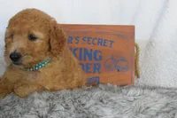 Blue, a male Miniature Goldendoodle for sale in Coleman, TX – 4 of 6
