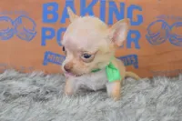 Baby blue , a male Chihuahua for sale in Coleman, TX – 3 of 5