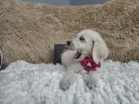 Magenta , a female Goldendoodle for sale in Coleman, TX – 3 of 6