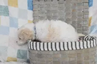 Blue, a male Goldendoodle for sale in Coleman, TX – 5 of 7