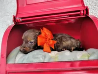 Long hair-Peanut Butter , a male Miniature Dachshund for sale in Coleman, TX – 2 of 5