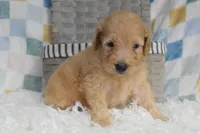 Blue, a male Goldendoodle for sale in Coleman, TX – 6 of 6