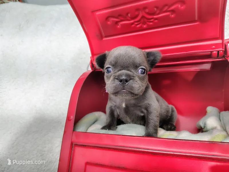 Opal – French Bulldog puppy for sale in Coleman, TX