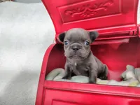 Opal, a female French Bulldog for sale in Coleman, TX – 1 of 5