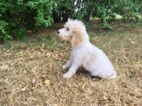 Orange-Standard, a male Goldendoodle for sale in Weatherford, TX – 2 of 3