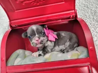 Diamond , a female French Bulldog for sale in Coleman, TX – 4 of 6