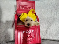 Yellow-medium, a male Goldendoodle for sale in Coleman, TX – 4 of 6