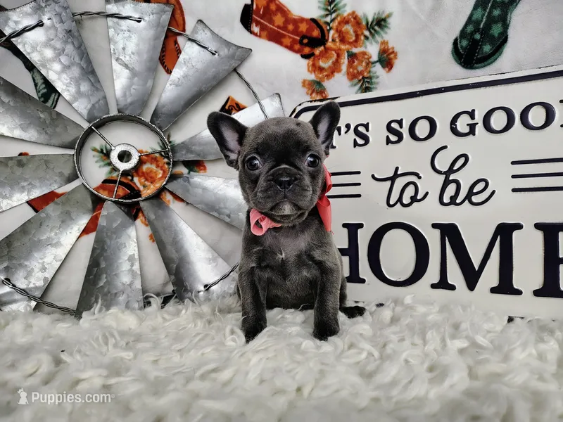 Pearl – French Bulldog puppy for sale in Coleman, TX