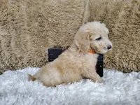 Orange, a male Goldendoodle for sale in Coleman, TX – 2 of 4