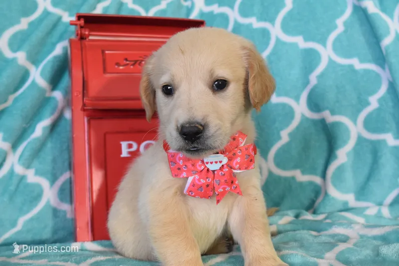 Orange – Golden Retriever puppy for sale in Coleman, TX