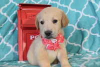 Orange, a female Golden Retriever for sale in Coleman, TX – 1 of 6
