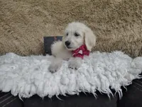 Magenta , a female Goldendoodle for sale in Coleman, TX – 2 of 6