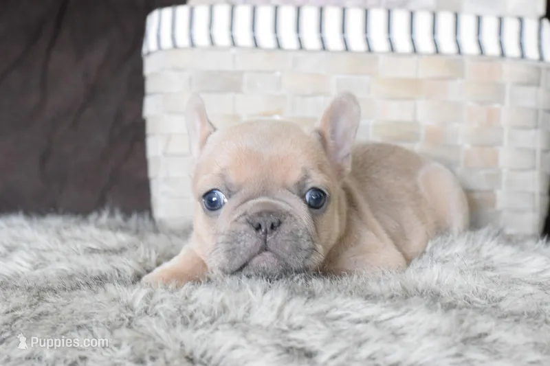 Princess – French Bulldog puppy for sale in Coleman, TX