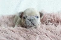 Princess, a female French Bulldog for sale in Weatherford, TX – Photo 1 of 4