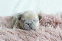 Princess, a female French Bulldog for sale in Weatherford, TX – Photo 3 of 4