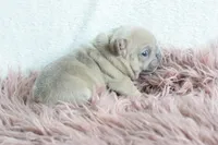 Princess, a female French Bulldog for sale in Weatherford, TX – Photo 4 of 4