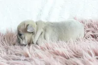 Princess, a female French Bulldog for sale in Weatherford, TX – Photo 2 of 4