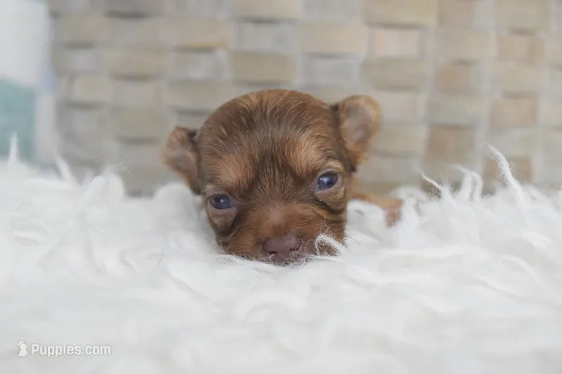 Purple  – Chihuahua puppy for sale in Coleman, TX