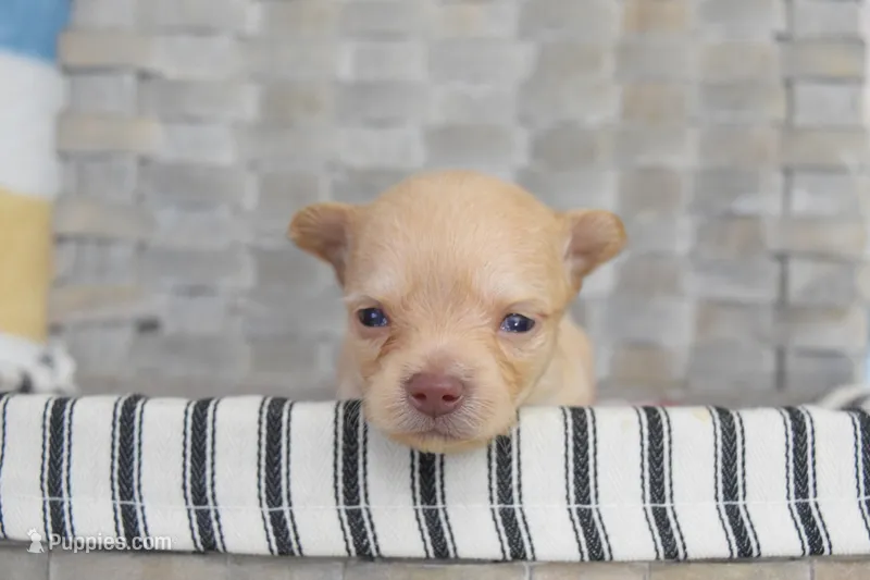 Dark blue – Chihuahua puppy for sale in Coleman, TX
