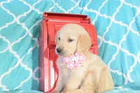 Pink, a female Golden Retriever for sale in Coleman, TX – 2 of 6