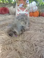 Teacup -McLaren-Weekend Sale! , a male Maltipoo for sale in Coleman, TX – 6 of 7