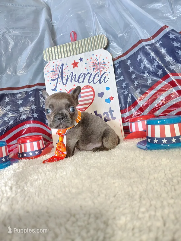 Orange collar – French Bulldog puppy for sale in Coleman, TX