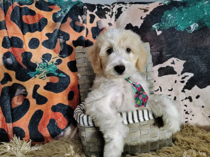 Green-Standard – Goldendoodle puppy for sale in Coleman, TX