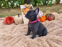 Opal, a female French Bulldog for sale in Coleman, TX – 3 of 3