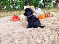 Lavender , a female Havapoo for sale in Coleman, TX – 3 of 3