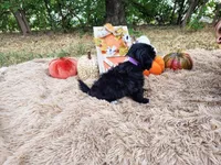 Lavender , a female Havapoo for sale in Coleman, TX – 2 of 3