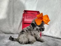 Orange -medium, a male Goldendoodle for sale in Coleman, TX – 6 of 8