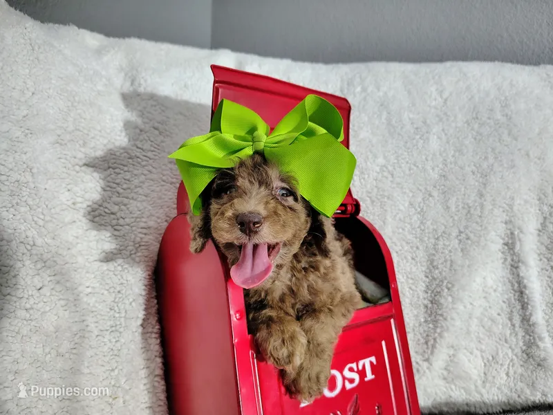 Green-medium – Goldendoodle puppy for sale in Coleman, TX