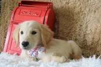 Peach, a female Golden Retriever for sale in Coleman, TX – 9 of 10