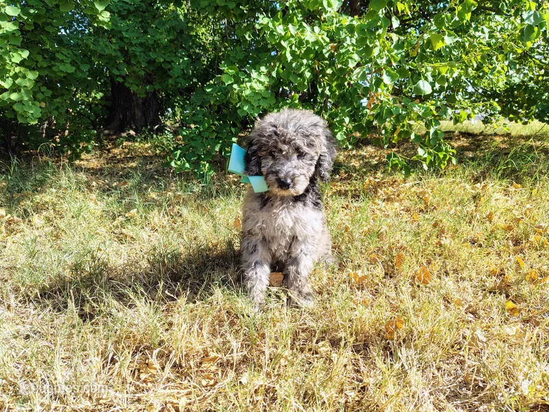 Orange -medium – Goldendoodle puppy for sale in Coleman, TX