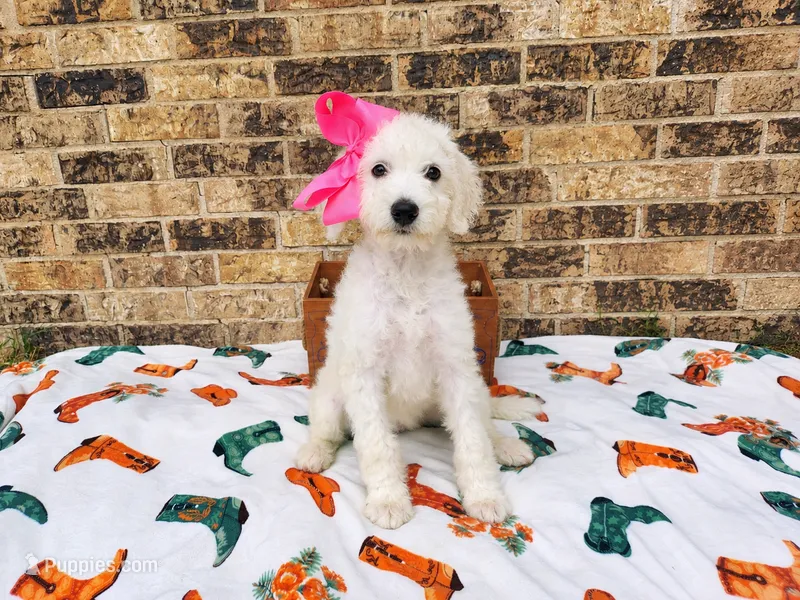 Light pink-medium – Goldendoodle puppy for sale in Coleman, TX