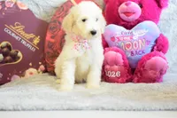 P-purple, a female Goldendoodle for sale in Weatherford, TX – Photo 2 of 4
