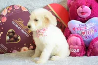 P-purple, a female Goldendoodle for sale in Weatherford, TX – Photo 4 of 4