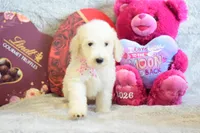 P-purple, a female Goldendoodle for sale in Weatherford, TX – Photo 3 of 4