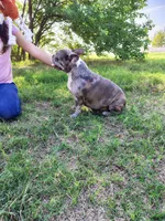 Elsa, a female French Bulldog for sale in Coleman, TX – 2 of 4