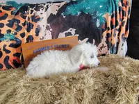 Purple-Standard, a female Goldendoodle for sale in Coleman, TX – 4 of 5