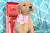 Light Pink, a female Golden Retriever for sale in Coleman, TX – 2 of 5