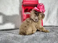 Pink-medium , a male Goldendoodle for sale in Coleman, TX – 4 of 6